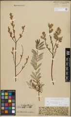 Foto von Salix repens subsp. incubacea (L.) A. Neumann